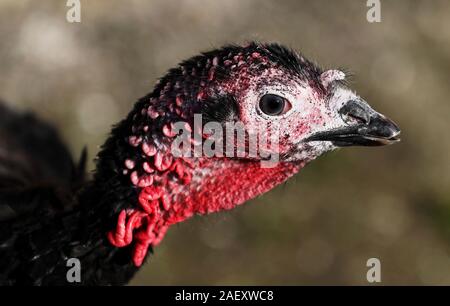 A Norfolk Black turkey, at Termonfeckin Delicous Turkeys farm, Co. Louth, one of a handful of free range turkeys that will avoid the Christmas cull and live to see the New Year. The small number of turkeys are held back to fill orders for later celebrations early in the new year. Stock Photo