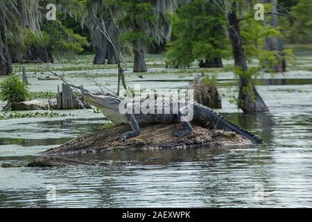 An alligator in Lake Martin, Breaux Bridge, Louisiana, USA Stock Photo