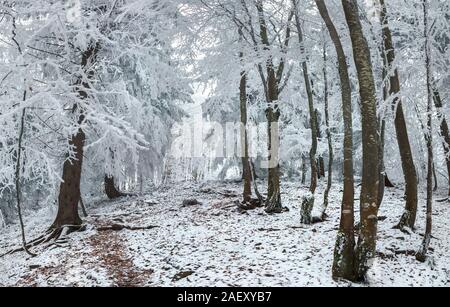 Wonderful winter landscape in snowy woods. Heavy frost on trees fnd ground in the mountain forest. Artistic style post processed photo. Stock Photo