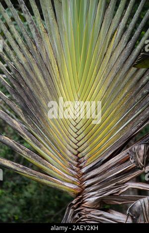 Traveller’s  Palm Tree: Ravenala madagascariensis. Costa Rica. Stock Photo