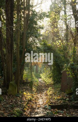 Overgrown English graveyard. An autumnal path in an old Victorian grave yard in North London. Stock Photo