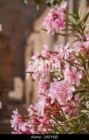 Flowers protruding from the walls in Jaisalmer fort Stock Photo