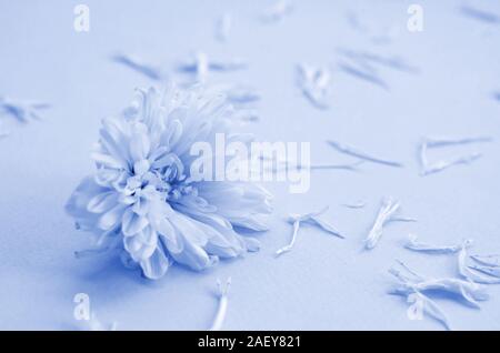 White Chrysanthemum flower head and many petals on pastel light blue color with blurred background. phantom classic blue color Stock Photo