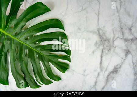 monastera philodendron leaf on marble background natural design background concept . Stock Photo