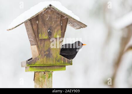 Blackbird that sits on a bird feeding Stock Photo