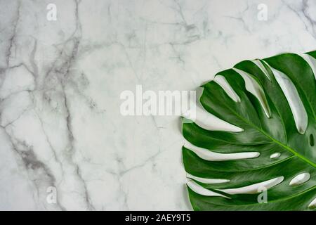 monastera philodendron leaf on marble background natural design background concept . Stock Photo