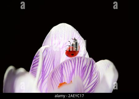Ladybug living in my garden is beautiful. Stock Photo