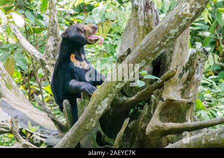 Bornean Sun Bear in Sepilok (Sabah, Malaysia) Stock Photo