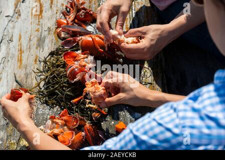 Eating fresh cooked lobster on the rocks outside Stock Photo