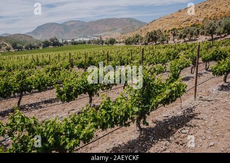 Vineyard in Baja California Mexico Stock Photo