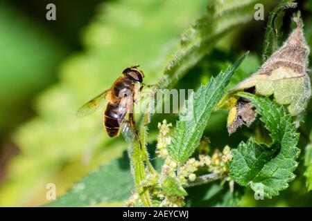 An example of one of the Eristalis species of hoverfly found in the UK resting on a stinging nettle leaf.  Known as mimics of honey bees Stock Photo