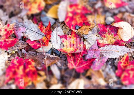 Closeup pattern of fallen autumn vibrant red many maple leaves foliage on ground flat lay top view down above in Harper's Ferry, West Virginia Stock Photo