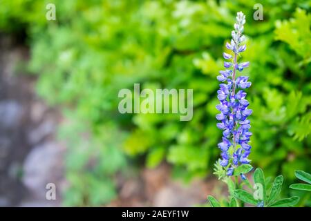 Macro closeup of blue lupine flowers in small garden in Snowmass Village in Aspen, Colorado with shallow depth of field blurry background Stock Photo