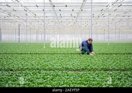 Greenhouse Manager Paul Ruser tend to sallad plants at the Gebr. Meier Greenhouse in Hinwil outside Zurich. Commercial greenhouses utilize tecnhical CO2 to increase the crop yield. Traditionally the CO2 production is done with burning fossil fuels, but the Meier Greenhouse get their CO2 locally the Swiss company Climeworks. Founded in 2009 by Christoph Gebald and Jan Wurzbacher, the company has commercialized the modular carbon capture unit, each of which is capable of sucking up to 135 kilo of CO2 out of the air daily. The CO2 collectors use excess energy from the Kezo Waste Incinerator to ru