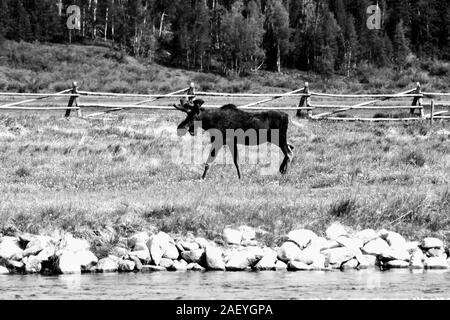 Moose walking next to the Colorado River in black and white Stock Photo