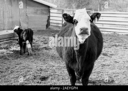 Cow and her calf in a pen in black and white Stock Photo