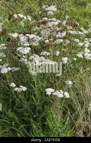 Common yarrow (Achillea millefolium) flowering and seeding in waste grassland, Berkshire, October Stock Photo