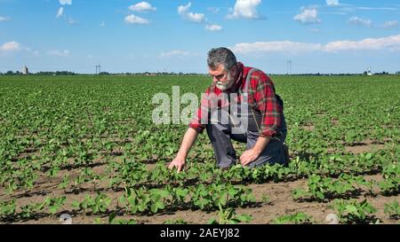 A middle-aged agronomist in a field of young soy that is nicely nickel controls the growth of plants. Stock Photo