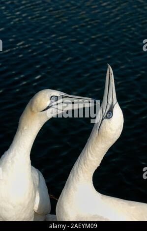 Portrait of Two Gannets or Pair of Northern Gannets, Morus bassanus, Displaying Stock Photo