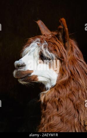 Alpaca Portrait, Vicugna pacos Stock Photo