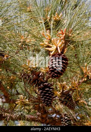 Mature pine cones and male pollen cones on a Ponderosa pine tree (Pinus ponderosa). Sunlit branches with long needles in a forest environment. Stock Photo