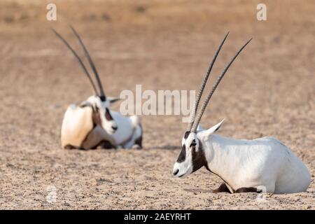 Arabian oryxes resting in the desert of the Middle East, Arabian Peninsula Stock Photo