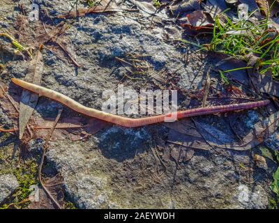 Common earthworm on a rocky ground, dirt and sparse grass, sunny day in the forest in the Netherlands Holland Stock Photo