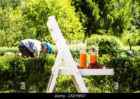 Two glasses of orange juice and strawberries in the summer garden located on chair in shabby chic style. Woman working in the background surrounded by Stock Photo