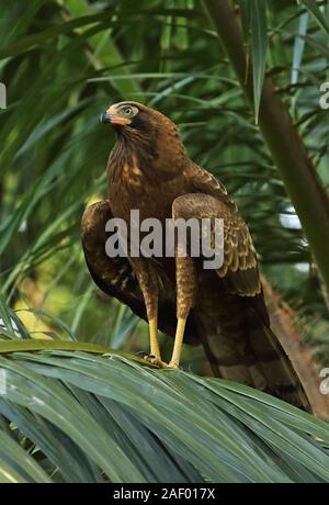 Juvenile harrier hawk Polyboroides typus beside a waterhole Stock Photo ...