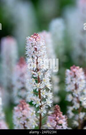 Close up of foamflowers (tiarella cordifolia) in bloom. Stock Photo