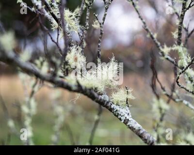 Old Mans Beard Growing on a Tree Stock Photo