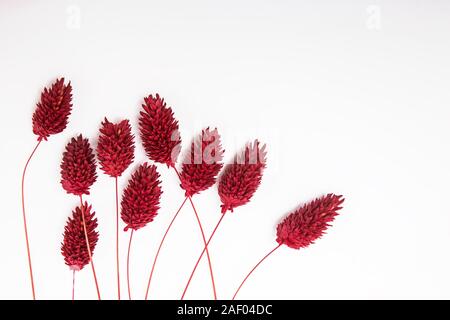 Decorative red colored spikelet isolated on white background, top view Stock Photo