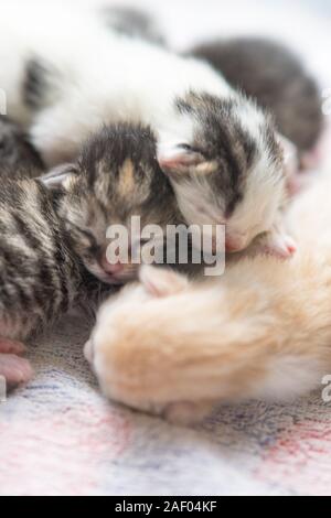 newborn kittens sleeping, small baby animals sleep. Stock Photo