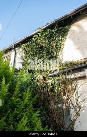 Ivy (Hedera helix) growing up the wall of a house Stock Photo