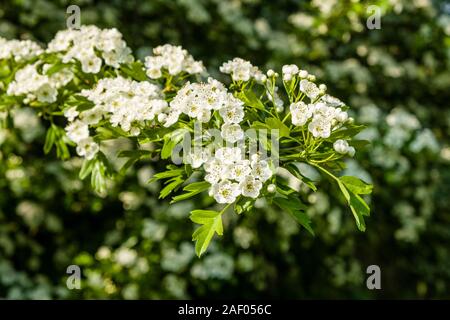 Wild cherry flowers blooming Stock Photo