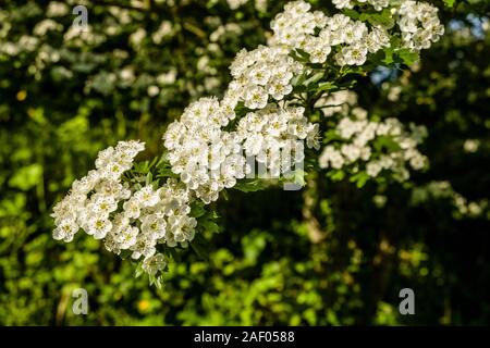 Wild cherry flowers blooming Stock Photo