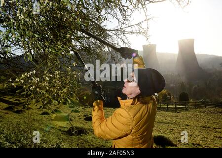 Woman harvesting mistletoe in the Severn Gorge, Ironbridge, Shropshire, Uk Picture by David Bagnall, Stock Photo