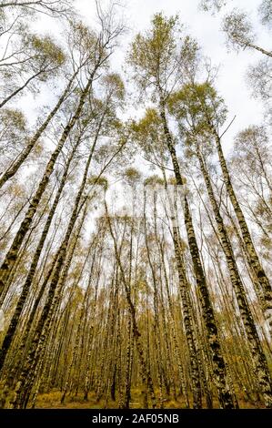 Upward view in an autumn birch forest with straight trunks. Veluwe, Netherlands Stock Photo