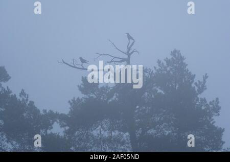 Two ravens in the mist in a tree top Stock Photo