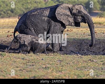 Female African bush elephant with young in mud bath
