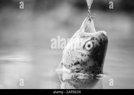 Perch fish hook mouth Black and White Stock Photos & Images - Alamy