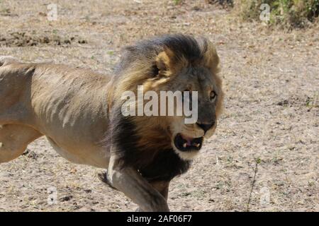 Chobe active lions