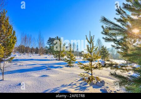 Winter sunny landscape in young coniferous forest, sun beams through the green needles on pine tree branches pure pristine white snow and blue sky. Wi