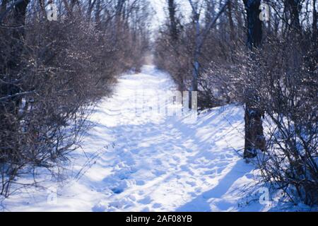 Winter forest with a snowy road. Trees and branches covered with ice. Sunny frosty day. Stock Photo