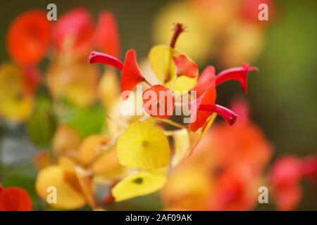 Chinese hat plant in bloom (Holmskioldia sanguinea) Stock Photo