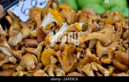 fresh-wild-mushrooms-for-sale-in-market-2af09ca.jpg
