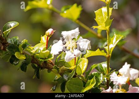 Miniature Holly plant and flower Stock Photo
