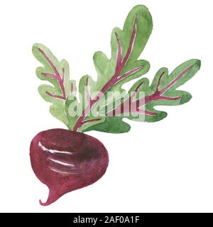Fresh beet with leaf.  illustration. Isolated white background. Juicy beetroot. vegetable. Organic food. Natural Root. Vegetable Ingredient for food Stock Photo