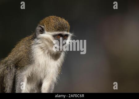 Grivet Monkey (Chlorocebus aethiops) Stock Photo