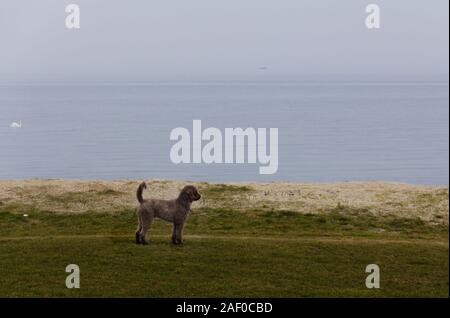 A dog (Lagotto Romagnolo - Truffle dog) is alert and looking for something at the beach in Malmö, Sweden Stock Photo